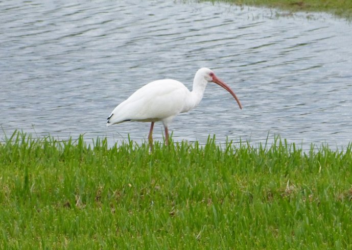 Ibis on the prowl